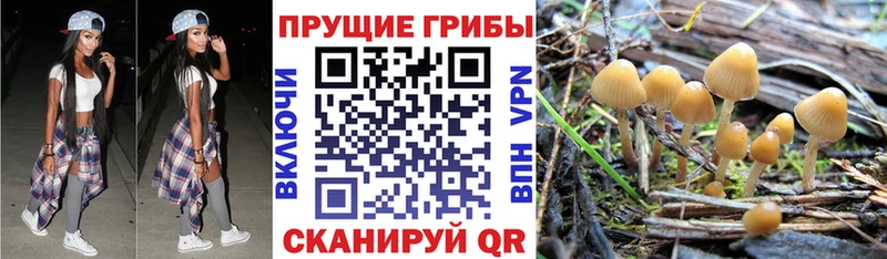 Галлюциногенные грибы Psilocybe  цены наркотик  площадка наркотические препараты  Чебаркуль 
